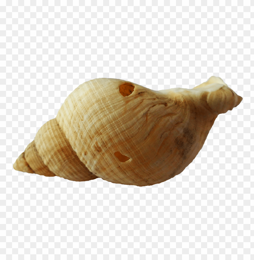 Seashell with spiral pattern PNG, smooth beige