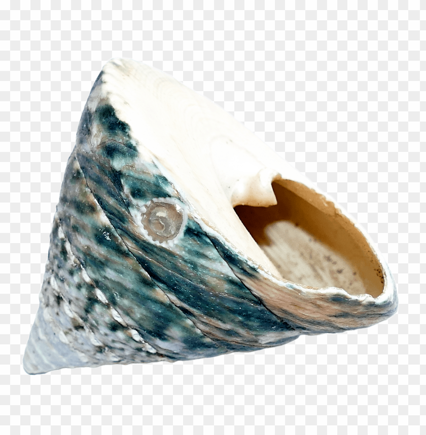 Pointy seashell PNG, beige and white, smooth texture