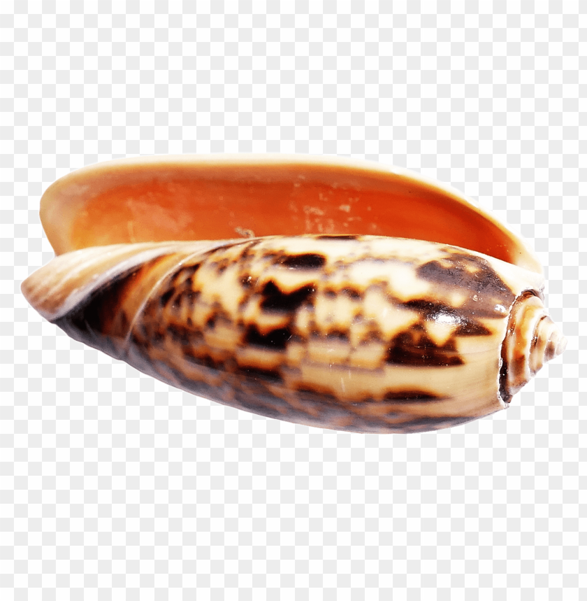 Smooth seashell PNG, white and brown spiral