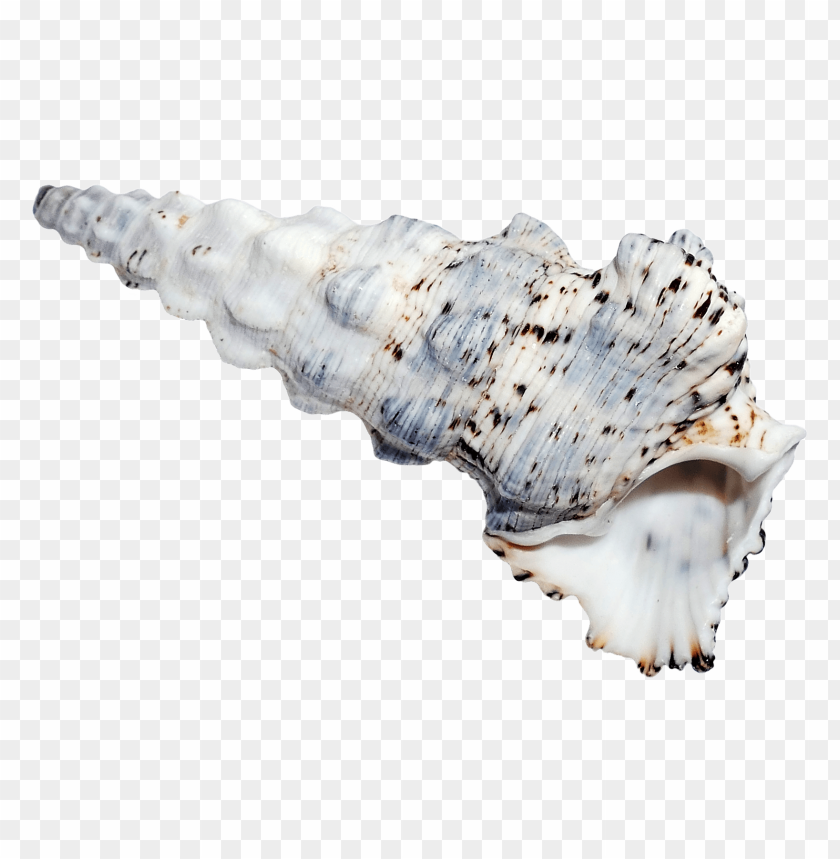 Curved shell PNG, white with small brown spots