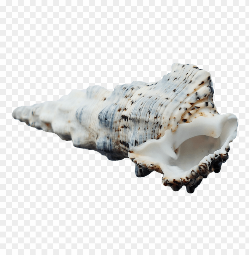 White conch shell PNG, spiral pattern, smooth