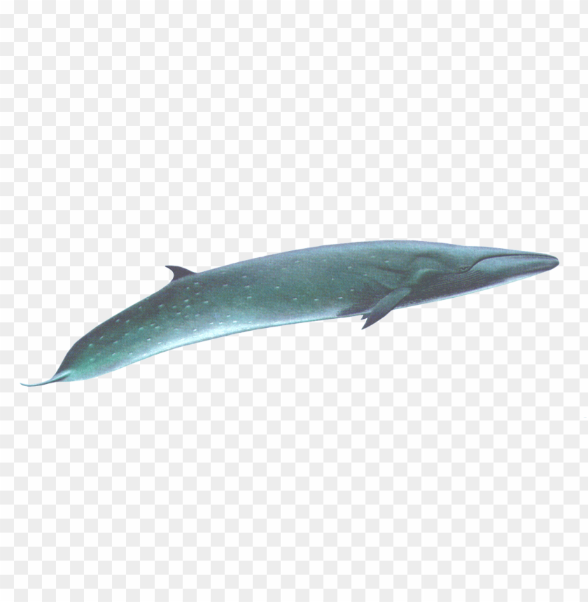 animals, sea animals, sei whale, 