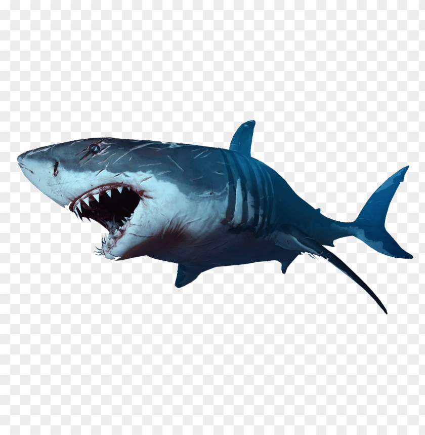 animals, sea, shark, 