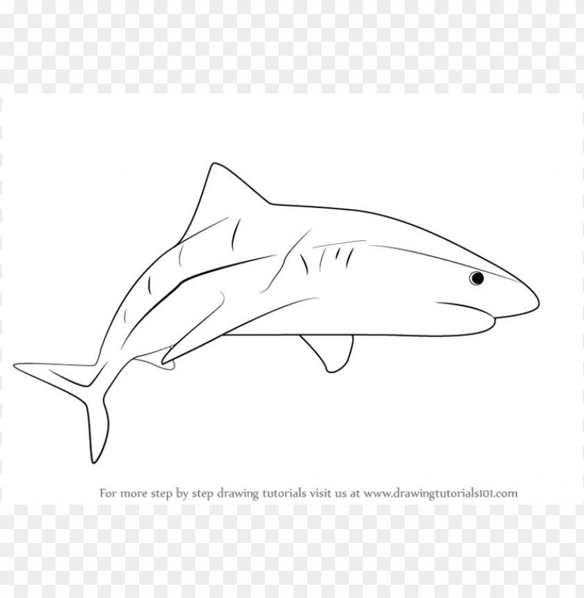 shark drawing