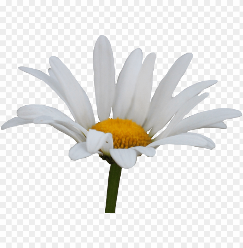 White daisy flower PNG, simple, fresh