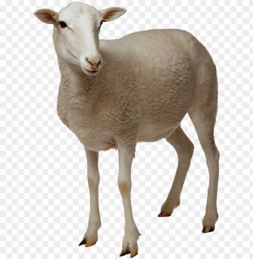 animals, sheep, sheep looking, 