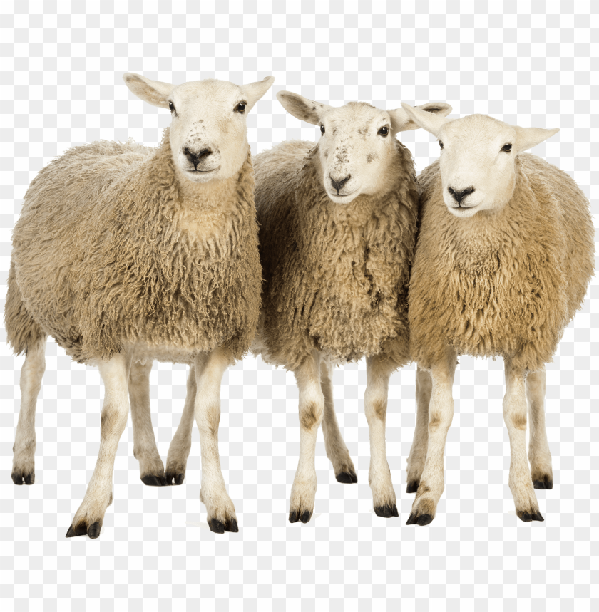 sheep png images, sheep,images,image,imag,png