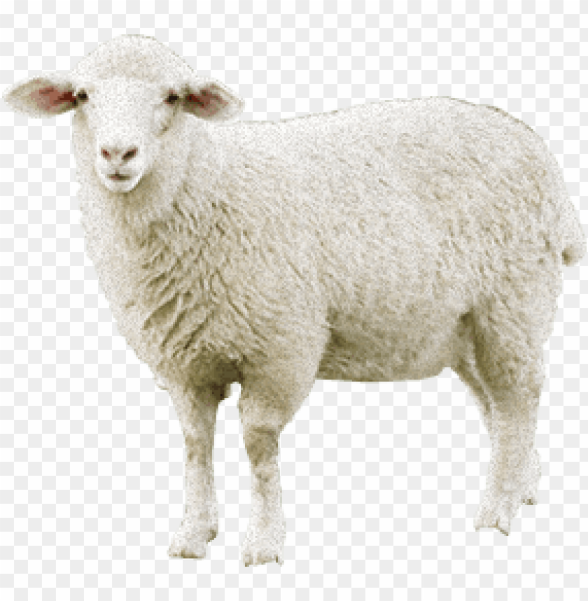 sheep png images, sheep,images,image,imag,png