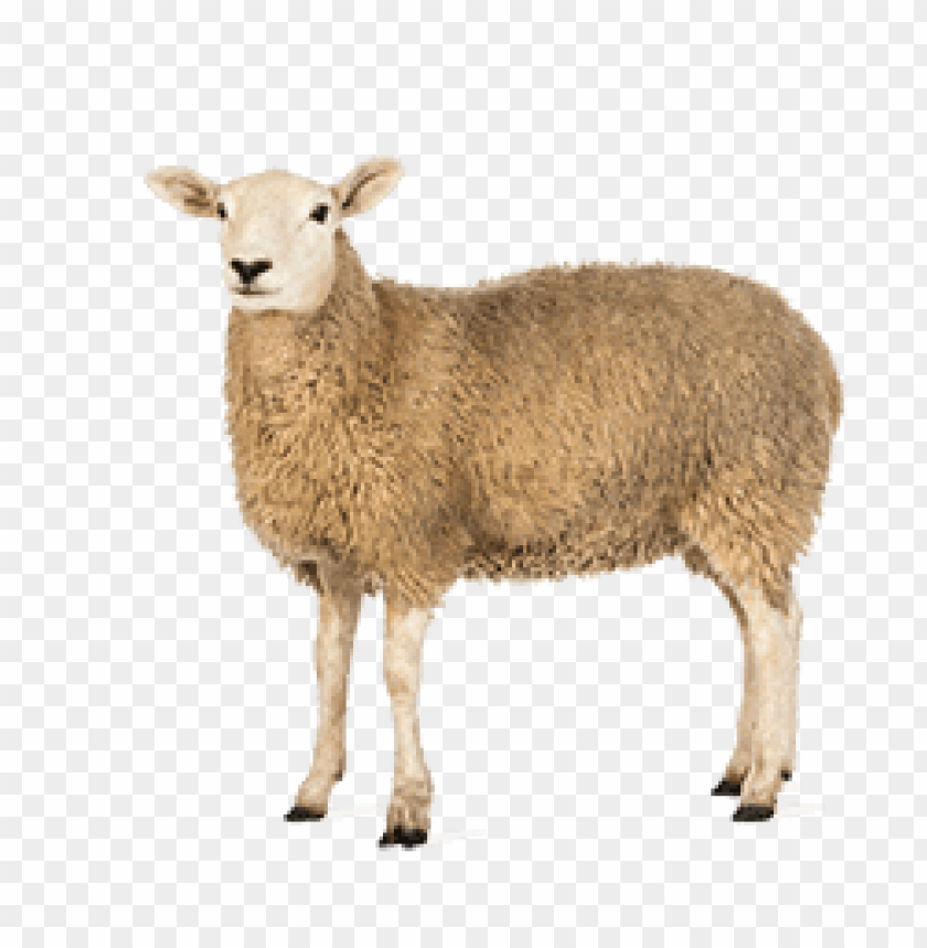 sheep png images, sheep,images,image,imag,png