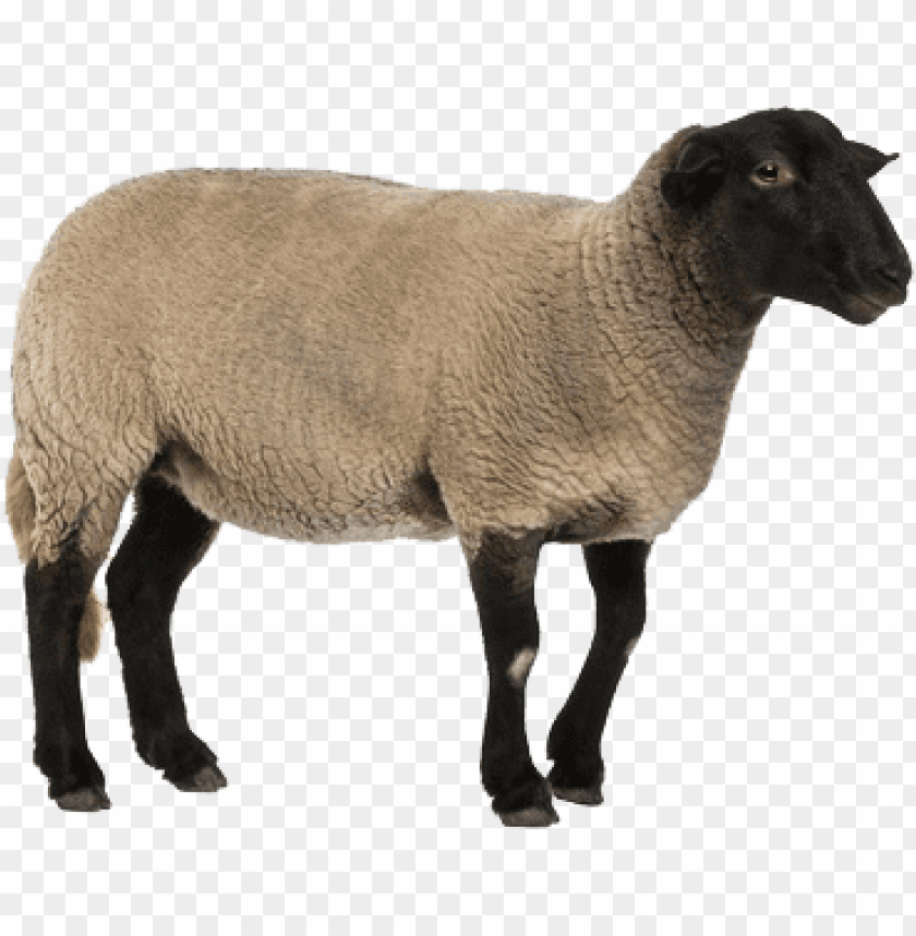 sheep png images, sheep,images,image,imag,png