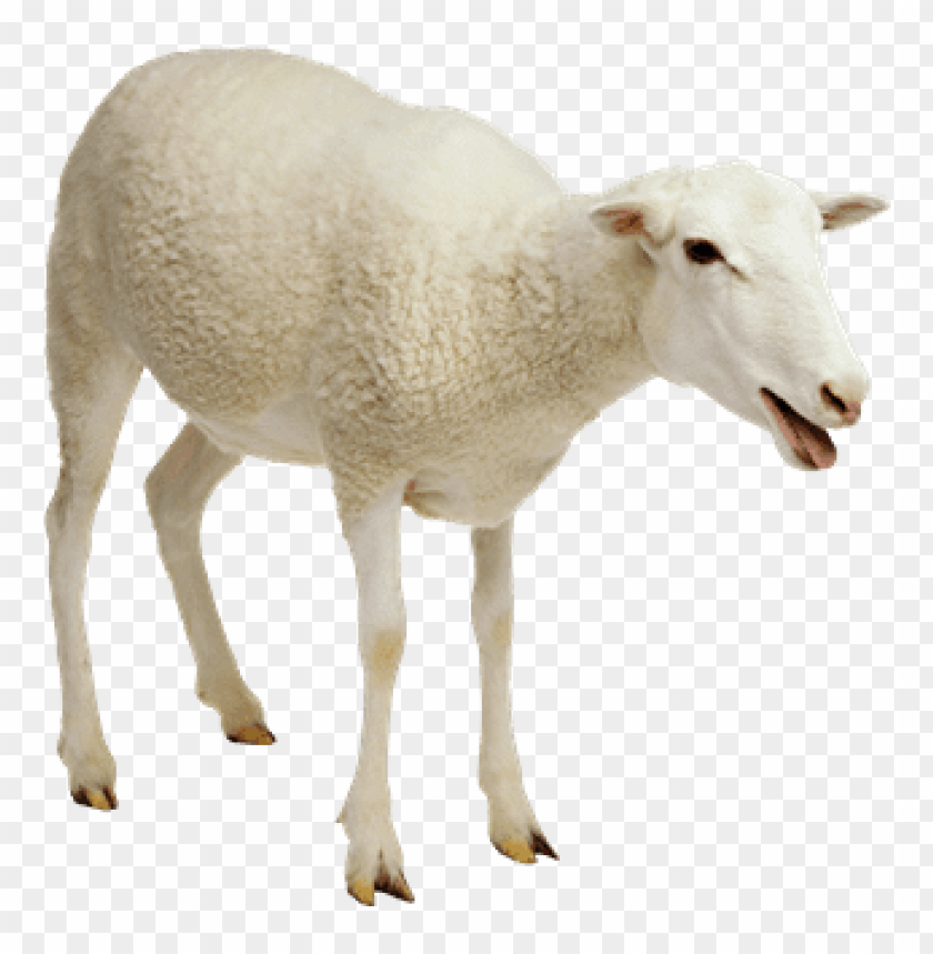 sheep png images, sheep,images,image,imag,png