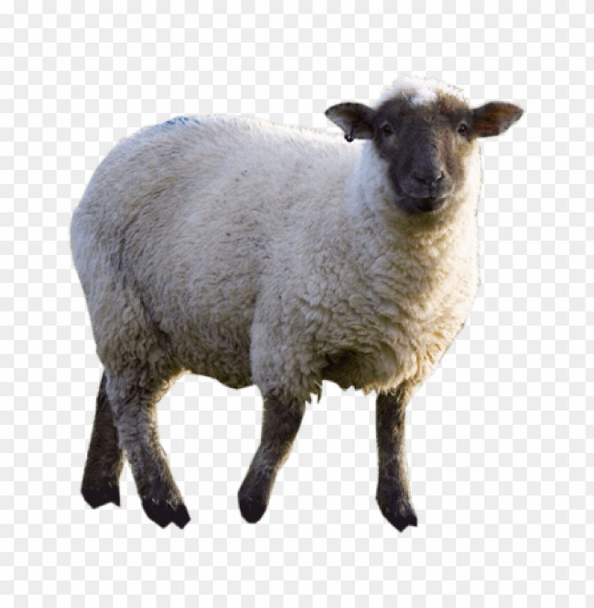 sheep png images, sheep,images,image,imag,png