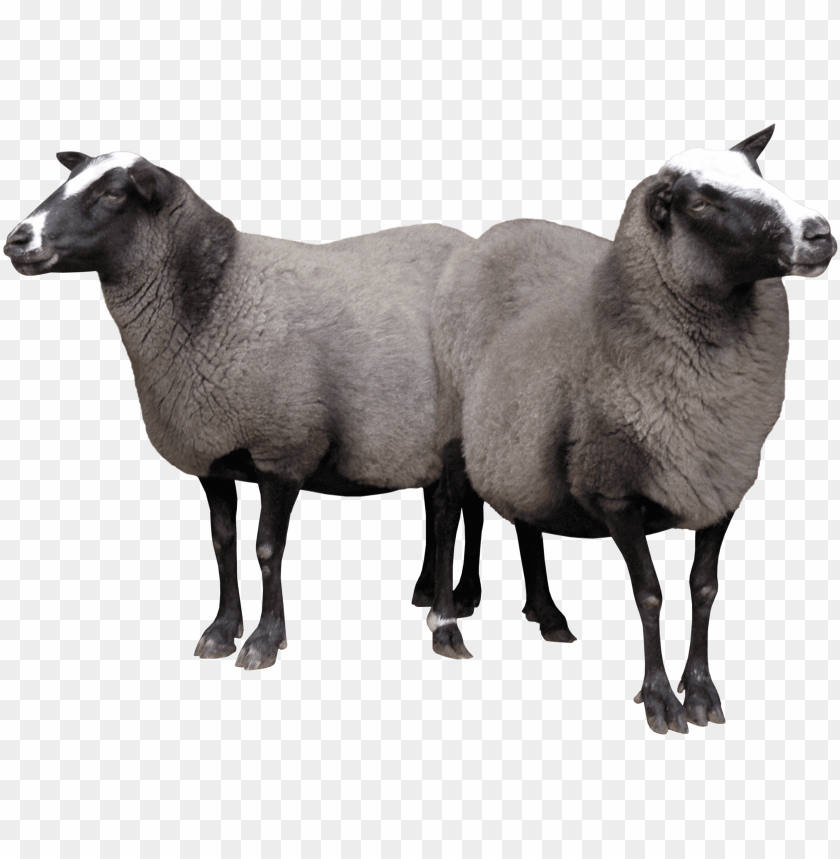 sheep png images, sheep,images,image,imag,png