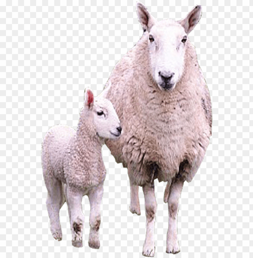 sheep png images, sheep,images,image,imag,png