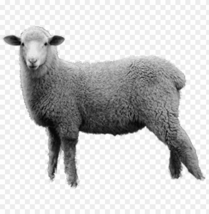 sheep png images, sheep,images,image,imag,png