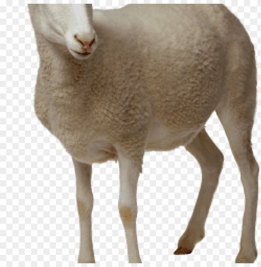 sheep png images, sheep,images,image,imag,png