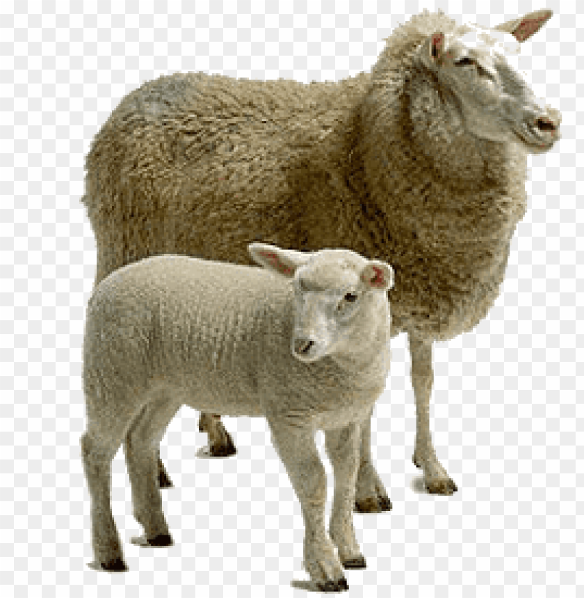 sheep png images, sheep,images,image,imag,png