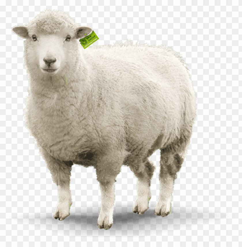 sheep png images, sheep,images,image,imag,png