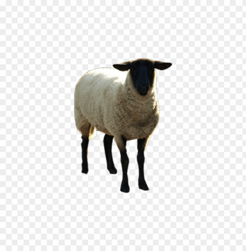 sheep png images, sheep,images,image,imag,png