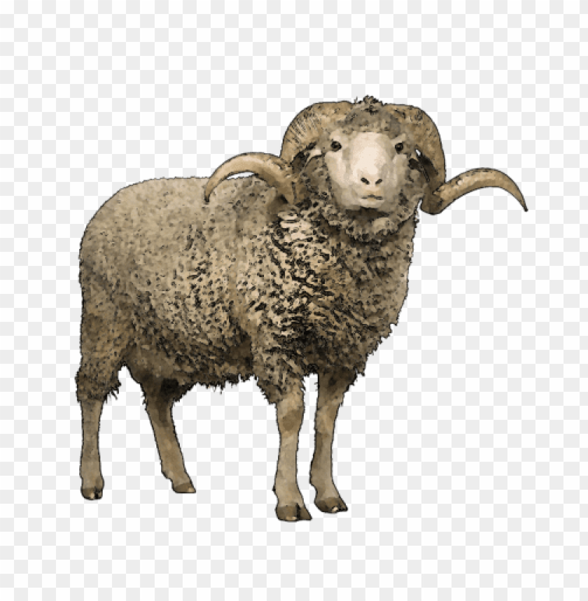 sheep png images, sheep,images,image,imag,png