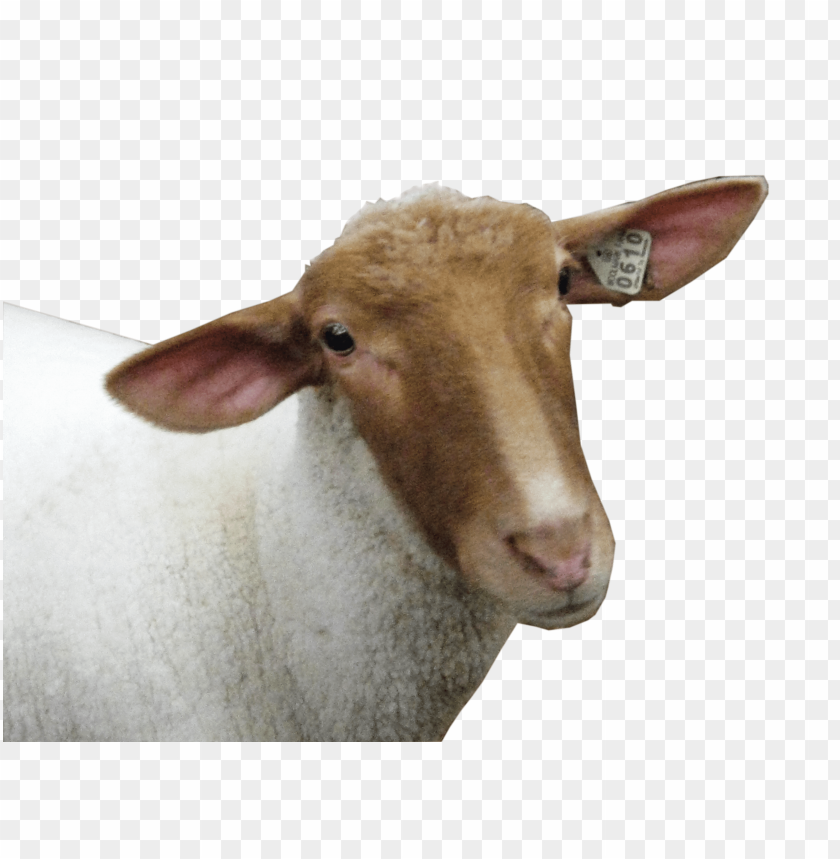 sheep png images, sheep,images,image,imag,png