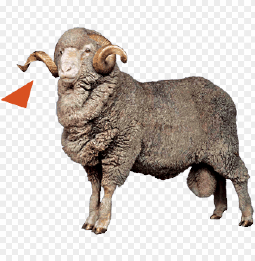 sheep png images, sheep,images,image,imag,png