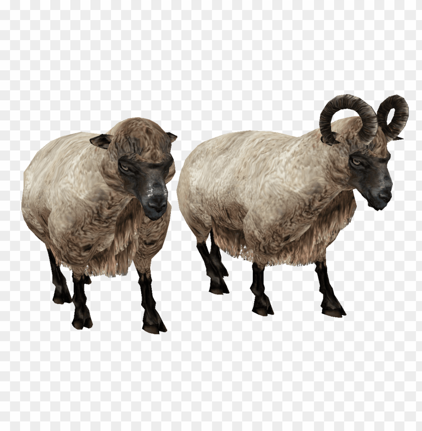 sheep png images, sheep,images,image,imag,png