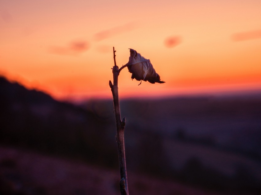 sheet, branch, macro, sunset