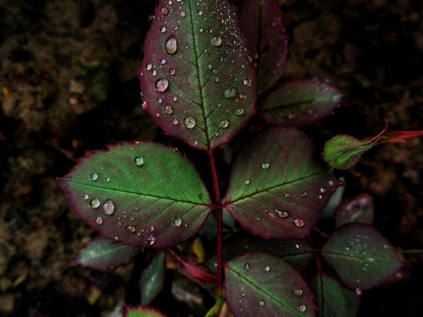 sheet, drops, macro, plant, carved