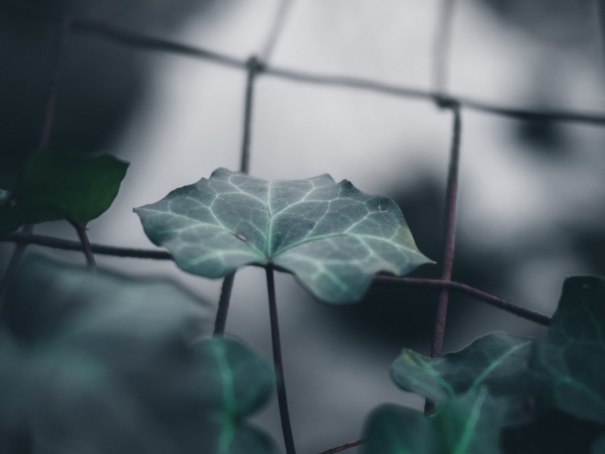 sheet, macro, mesh, blur, fence