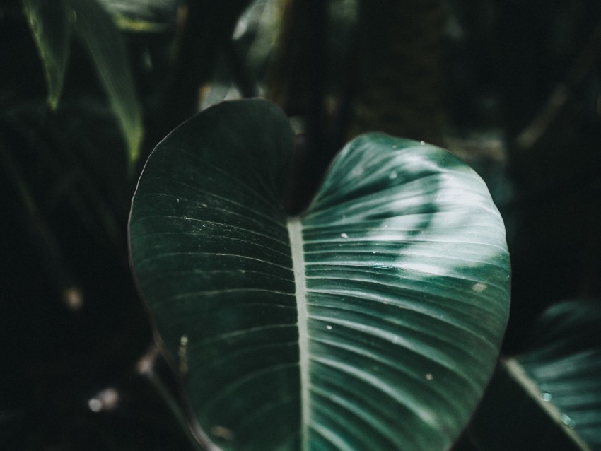 Sheet Plant Striped Macro Blur Background