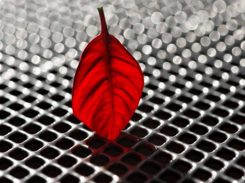 sheet, poinsettia, red, grid, metallic, macro, bokeh