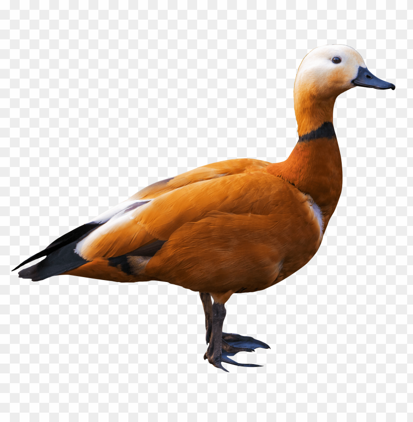 Duck PNG, bird, waterfowl, orange