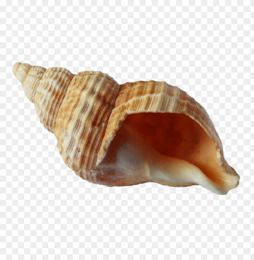 sea,conch, oyster, shell, conchoid, mussel,صدفة