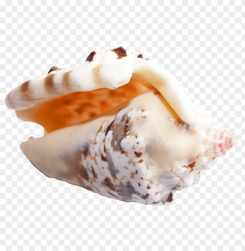 Curved seashell PNG, beige and white pattern