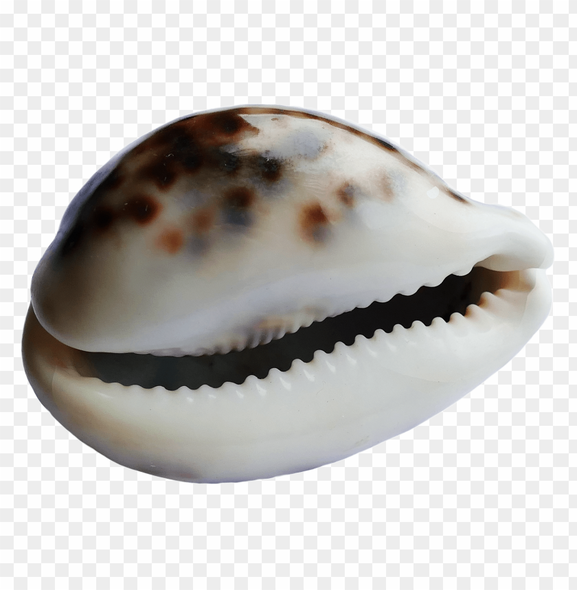 Spotted seashell PNG, white with black spots