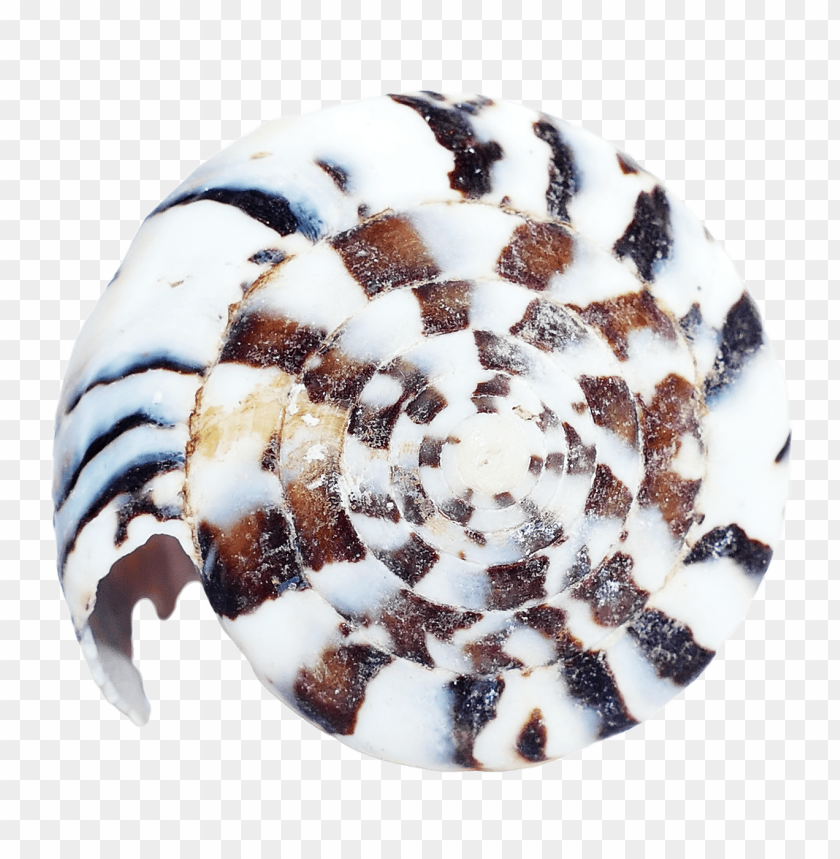 Striped seashell PNG, spiral design, black and white