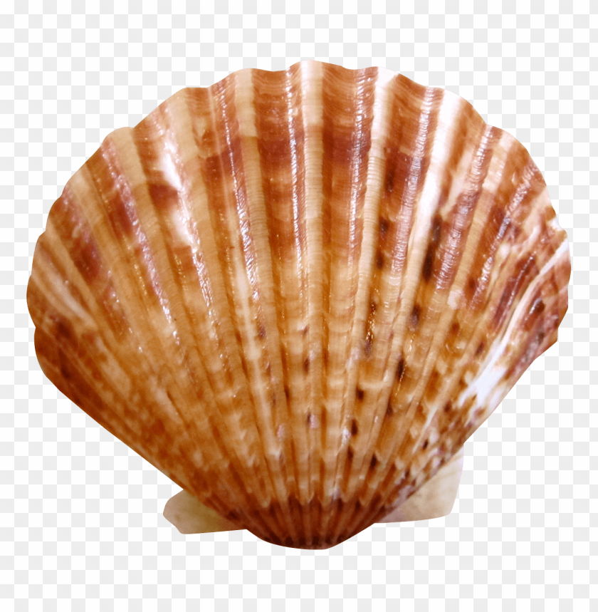 Orange seashell PNG, textured, spiral