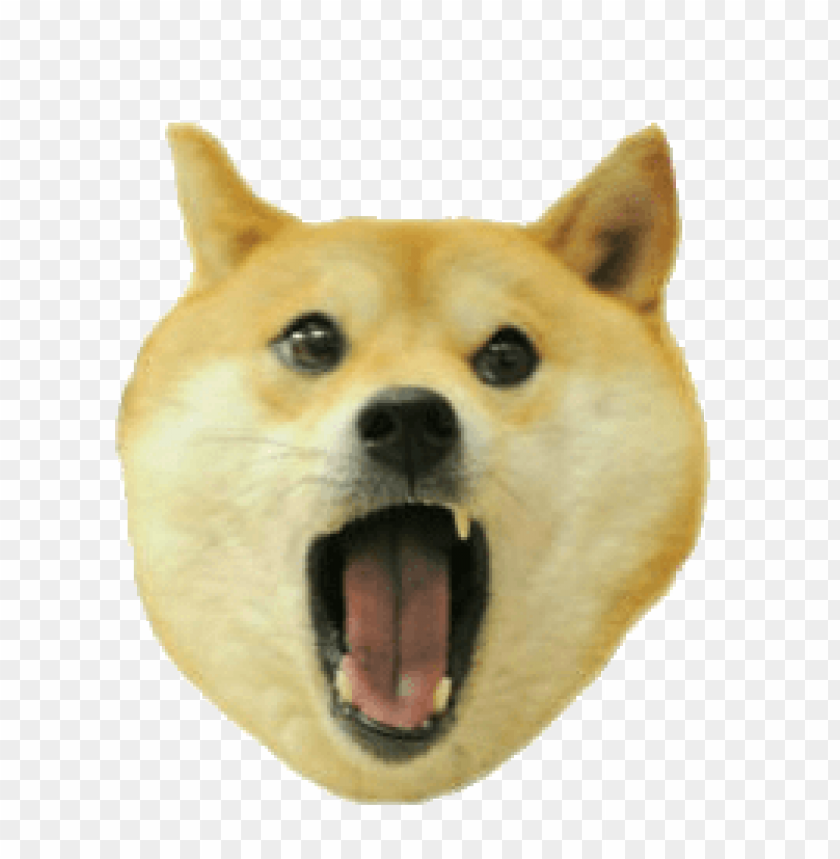 memes, doge, shiba inu, memes