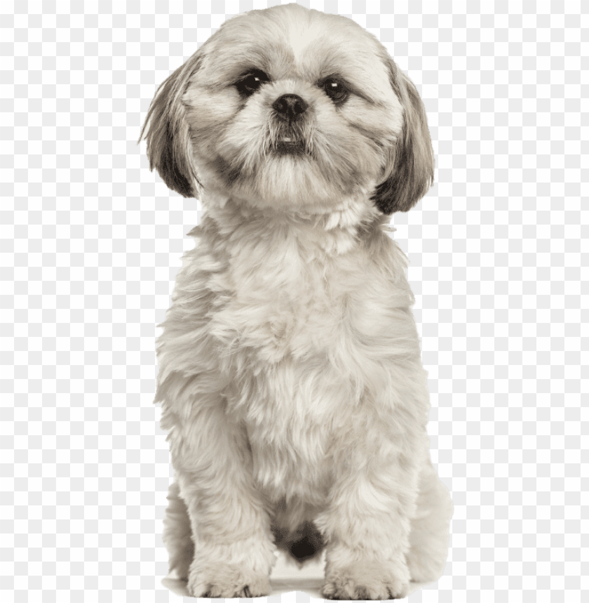 shih tzu, design, stock market, stock exchange, share, finance, warehouse