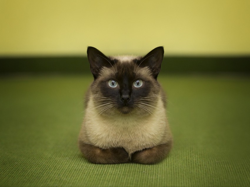 siamese cat, cat, glance