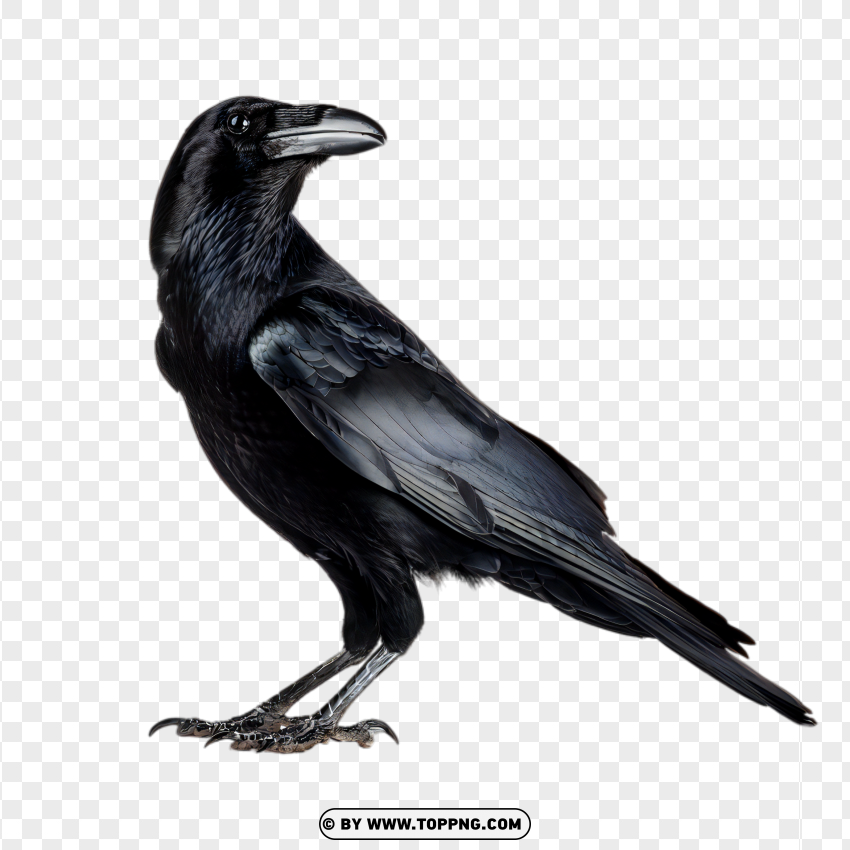 bird, crow, black, standing