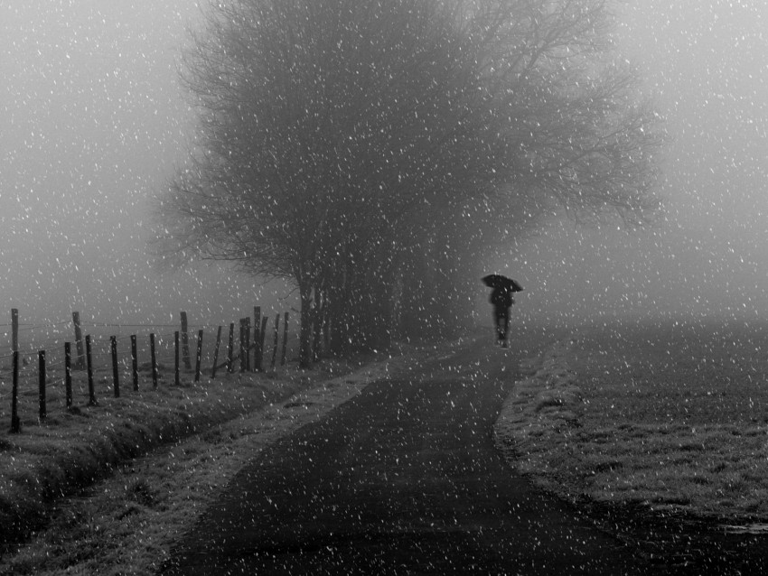 silhouette, bw, snowfall, tree, umbrella, path