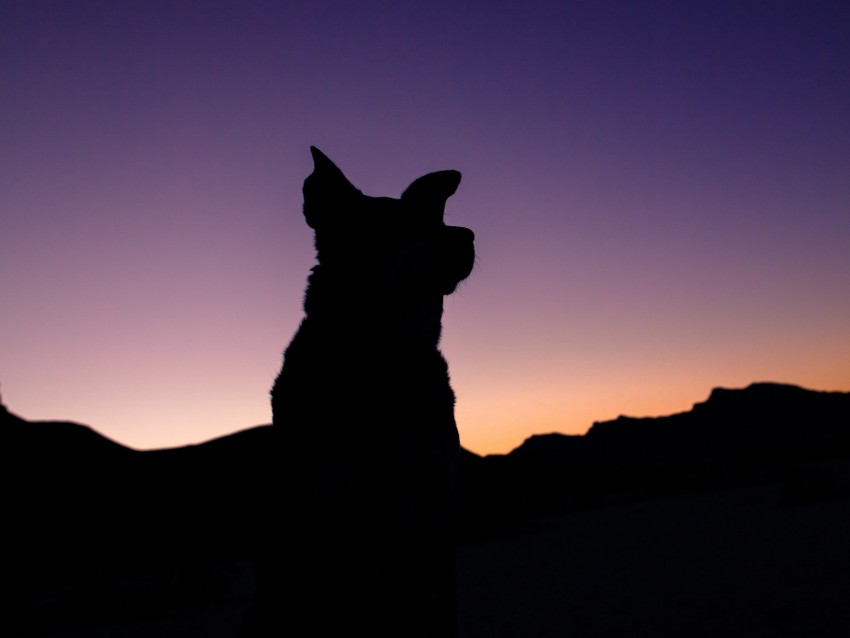 silhouette, dog, night, sky