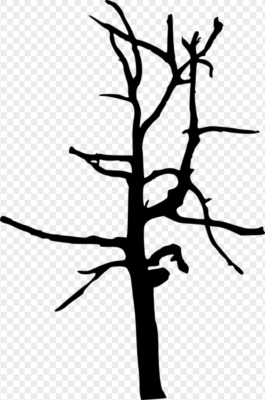 Silhouette of a bare tree with intricate branches against a transparent background PNG