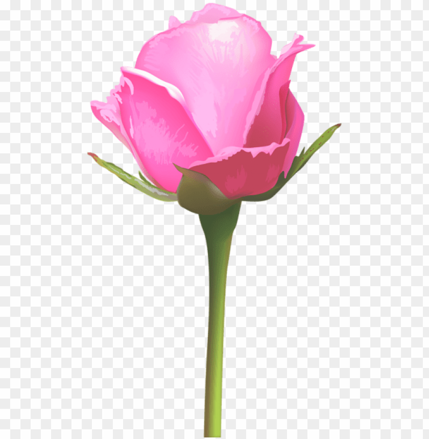 single pink rose