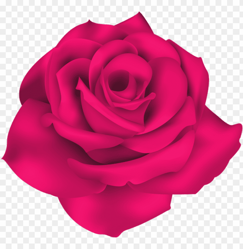 single pink rose