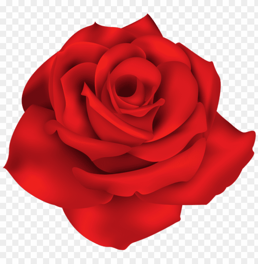 single red rose