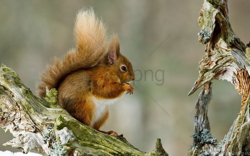 Sitting Squirrel Tail Tree Wallpaper PNG Transparent Background