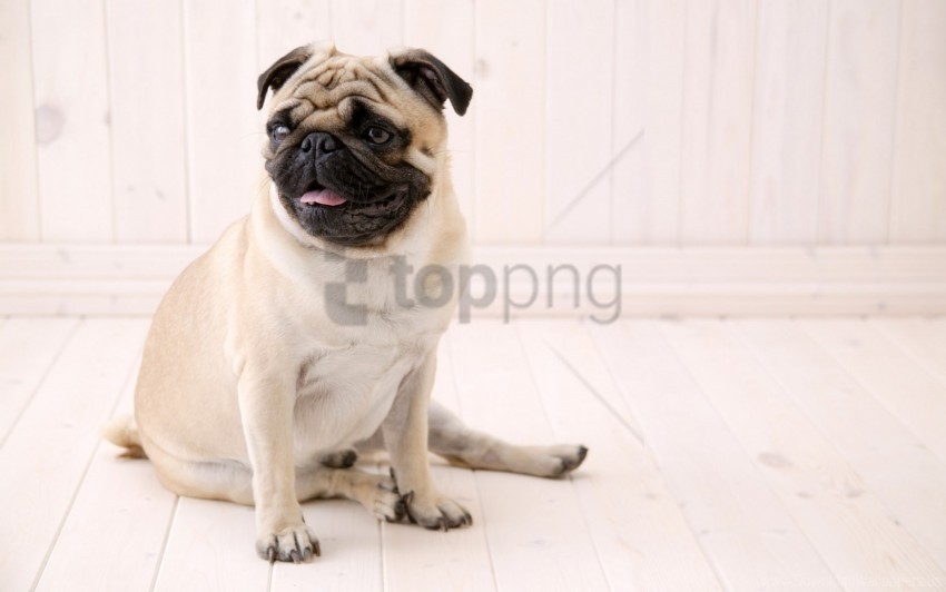 dog, pug, canine, pet, domestic animal, cute pet, muzzle